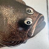 Old lithograph Morubel, the halibut