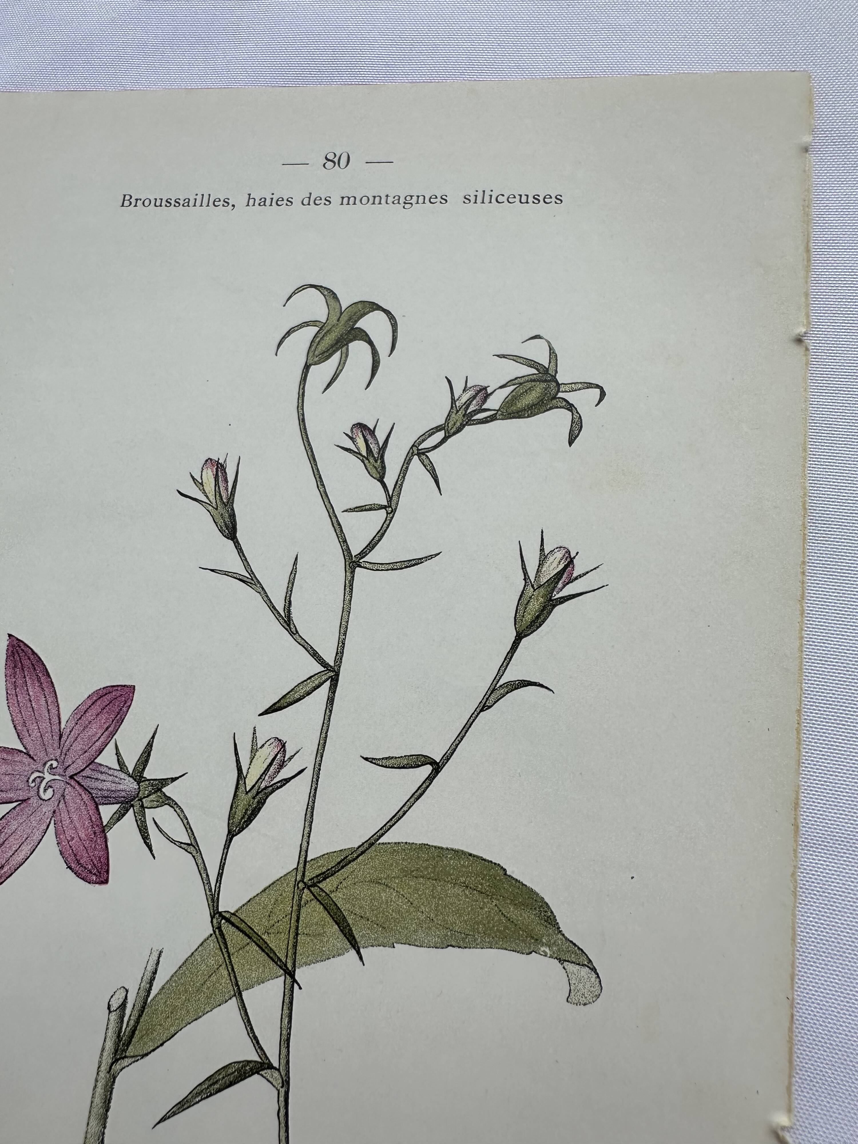 Vintage botanical lithograph naturalist plate France