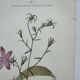 Vintage botanical lithograph naturalist plate France