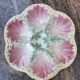 1 Kleber and Guerin oyster barbotine plate from St Clément