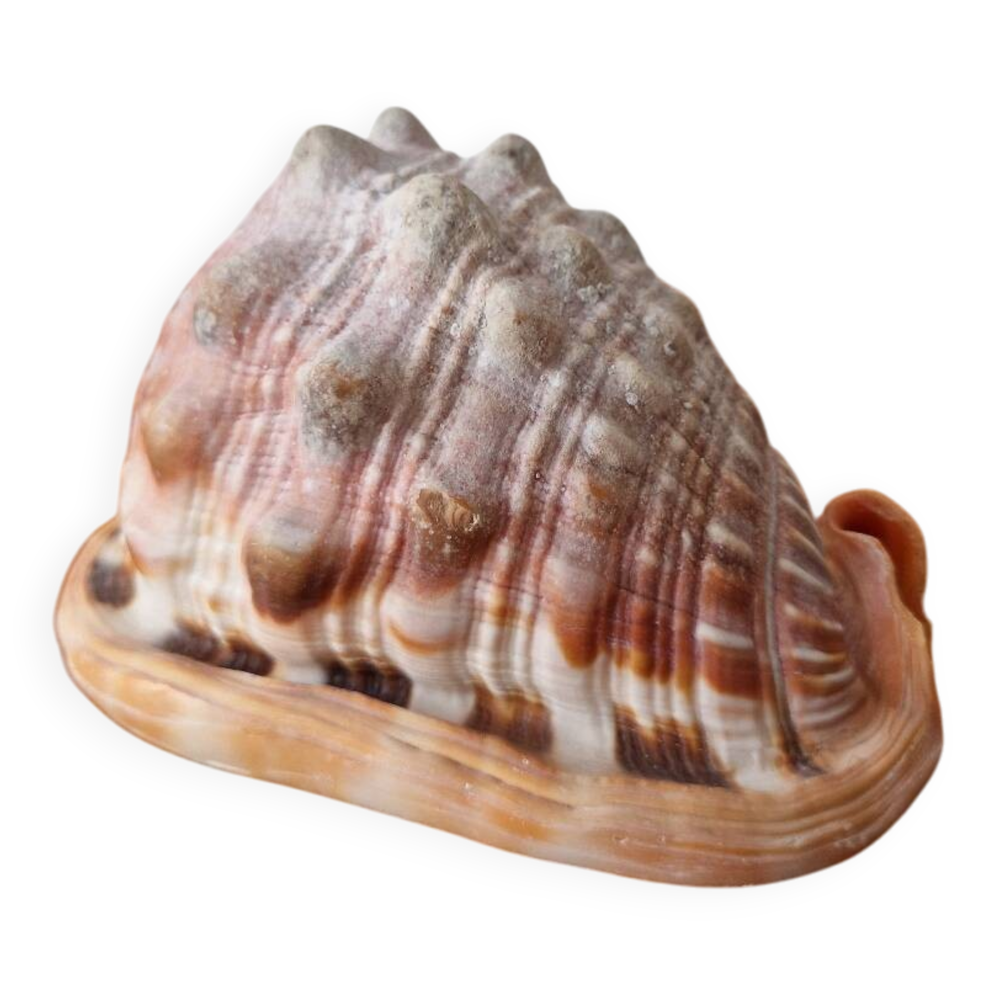 Blackcurrant Rufa shell 1970s