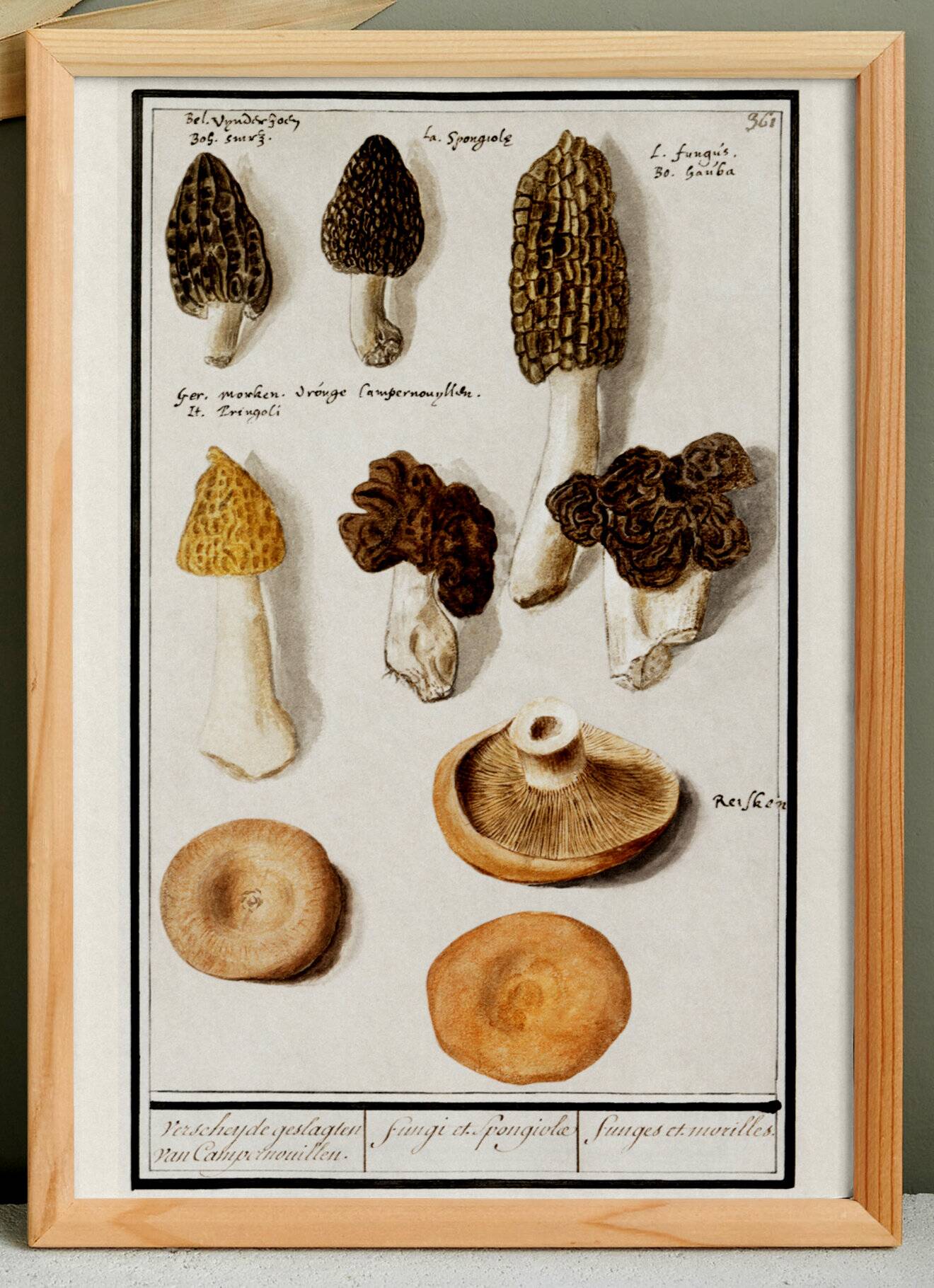 Small poster on mushrooms, based on an old engraving from 1610.