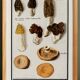 Petite affiche sur les champignons, d’après une gravure ancienne de 1610.