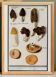 Petite affiche sur les champignons, d’après une gravure ancienne de 1610.