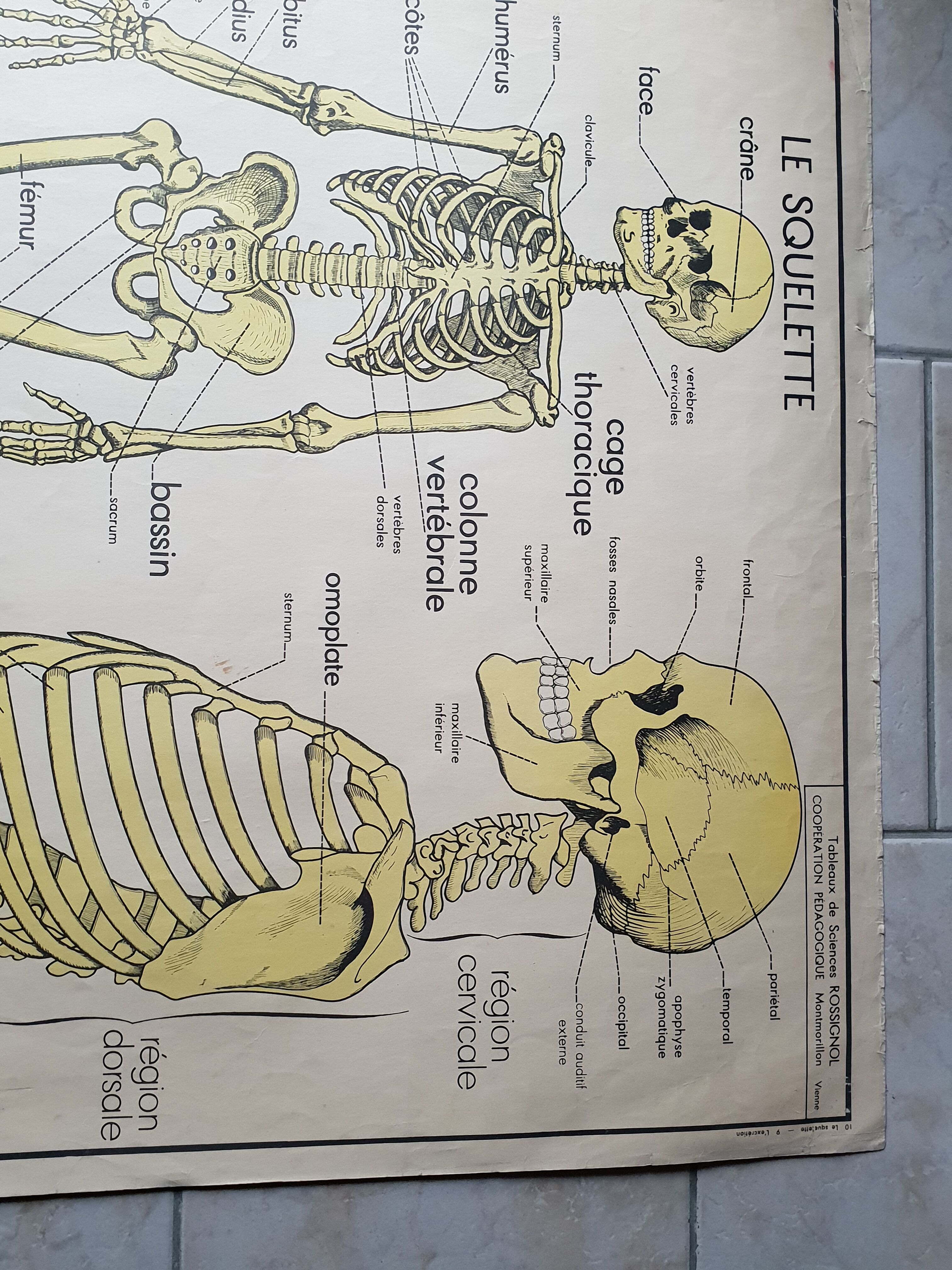School poster Nightingale No. 10 the skeleton # 9 excretion