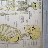 School poster Nightingale No. 10 the skeleton # 9 excretion