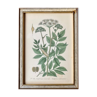 Botanical plank
