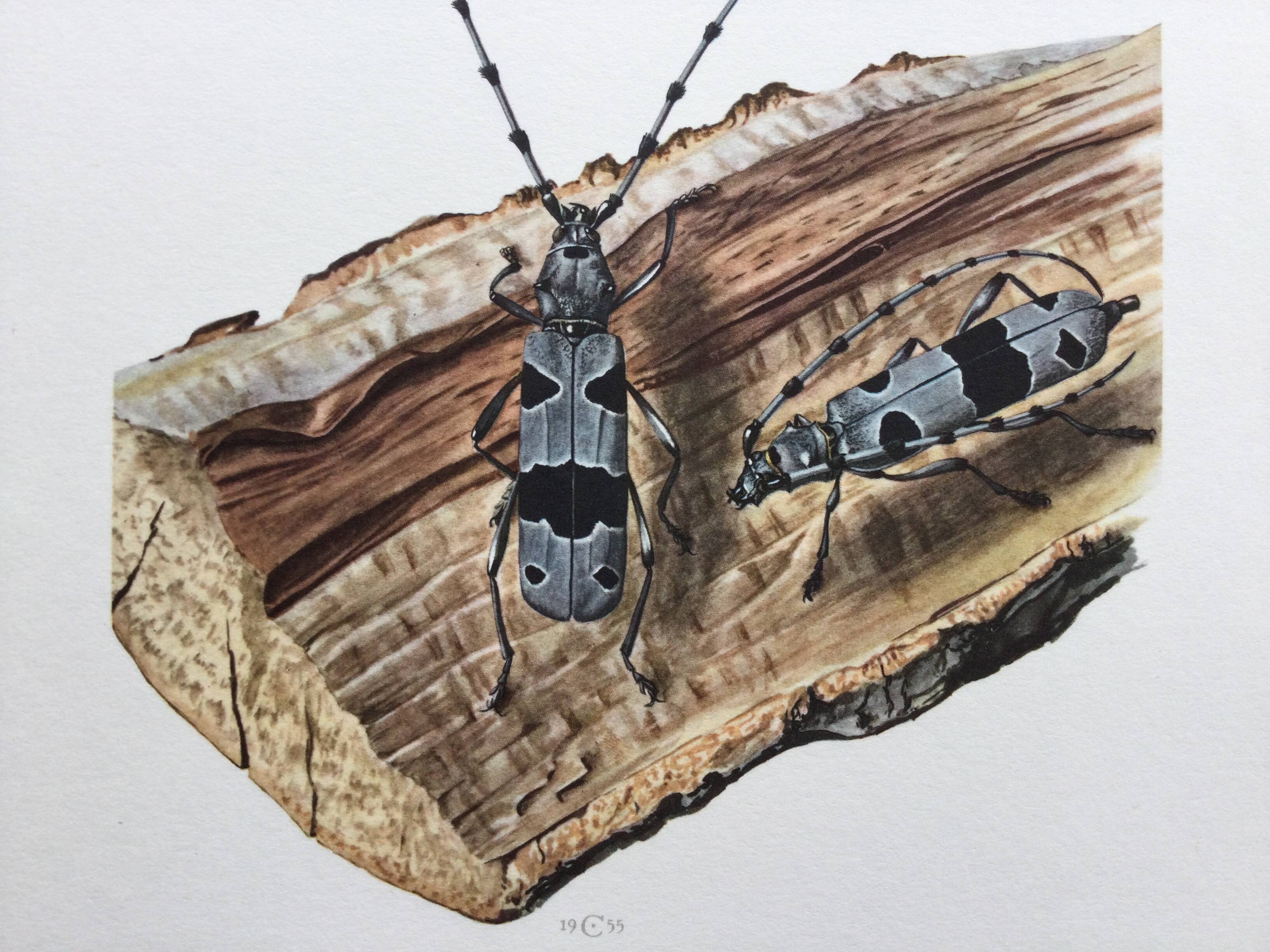 Antique Insect Illustration, Vintage Print 60s