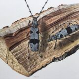 Illustration ancienne Insectes, Impression vintage années 60