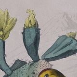 Ornithological Plate Buffon 1838 "Drongo, Iron Gray Fig, Spotted Fig"