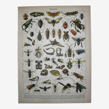 Engraving • Insects, entomology 2 • Original lithograph from 1898