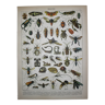 Engraving • Insects, entomology 2 • Original lithograph from 1898