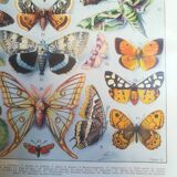 Lithograph on "European" butterflies from 1928