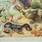 Old engraving 1898, Ocean (fauna and flora), fish • Original and vintage lithograph