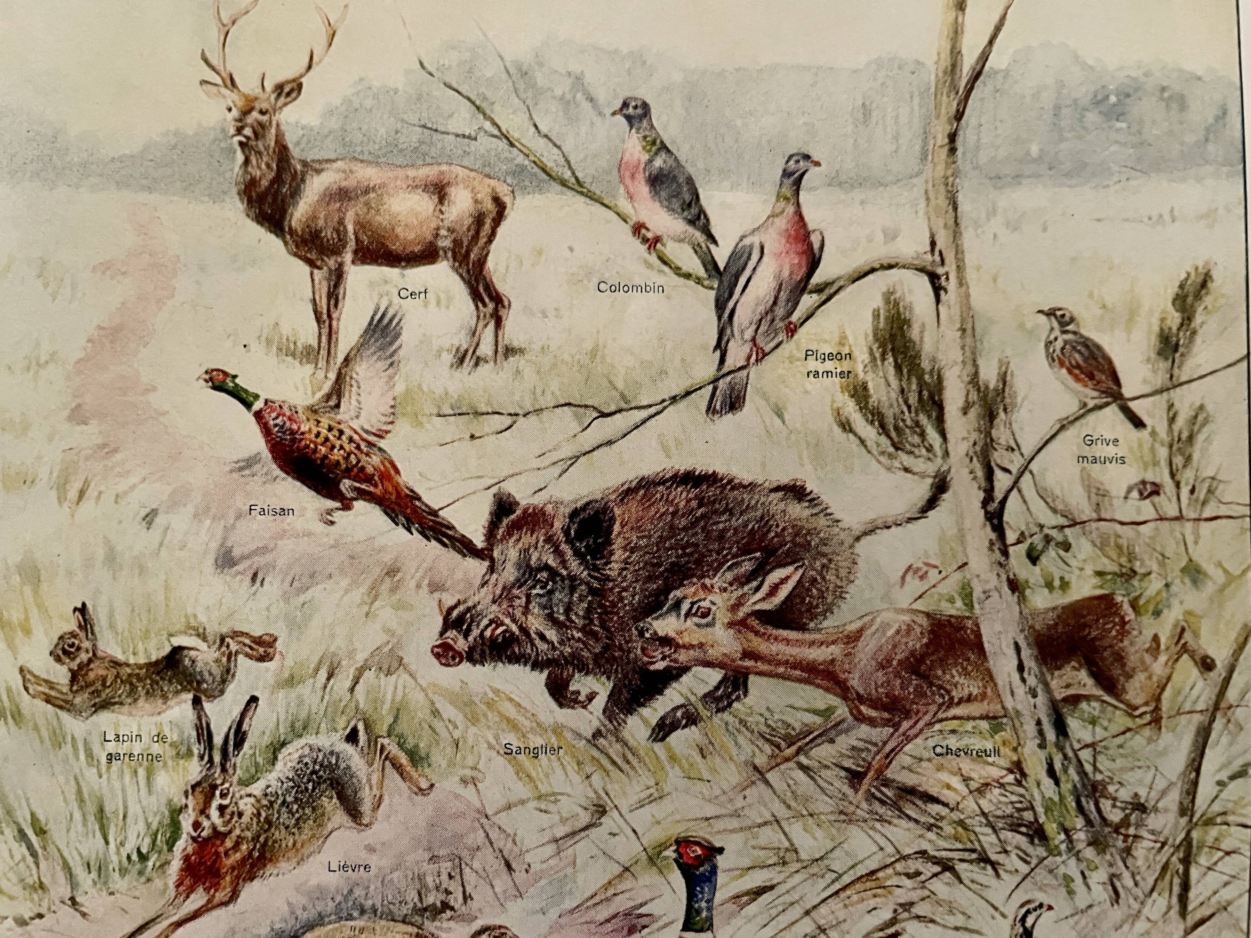 Old illustration on game (hunting) - 1920