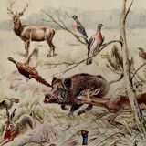 Old illustration on game (hunting) - 1920