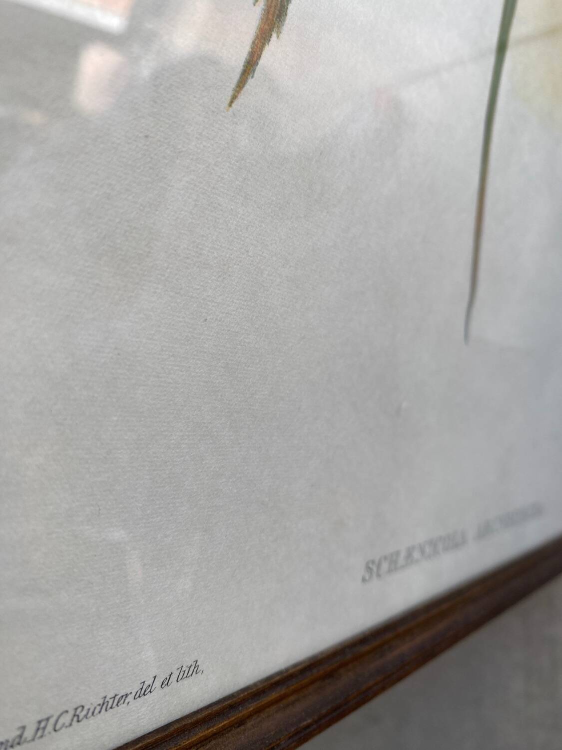 Large ornithological board