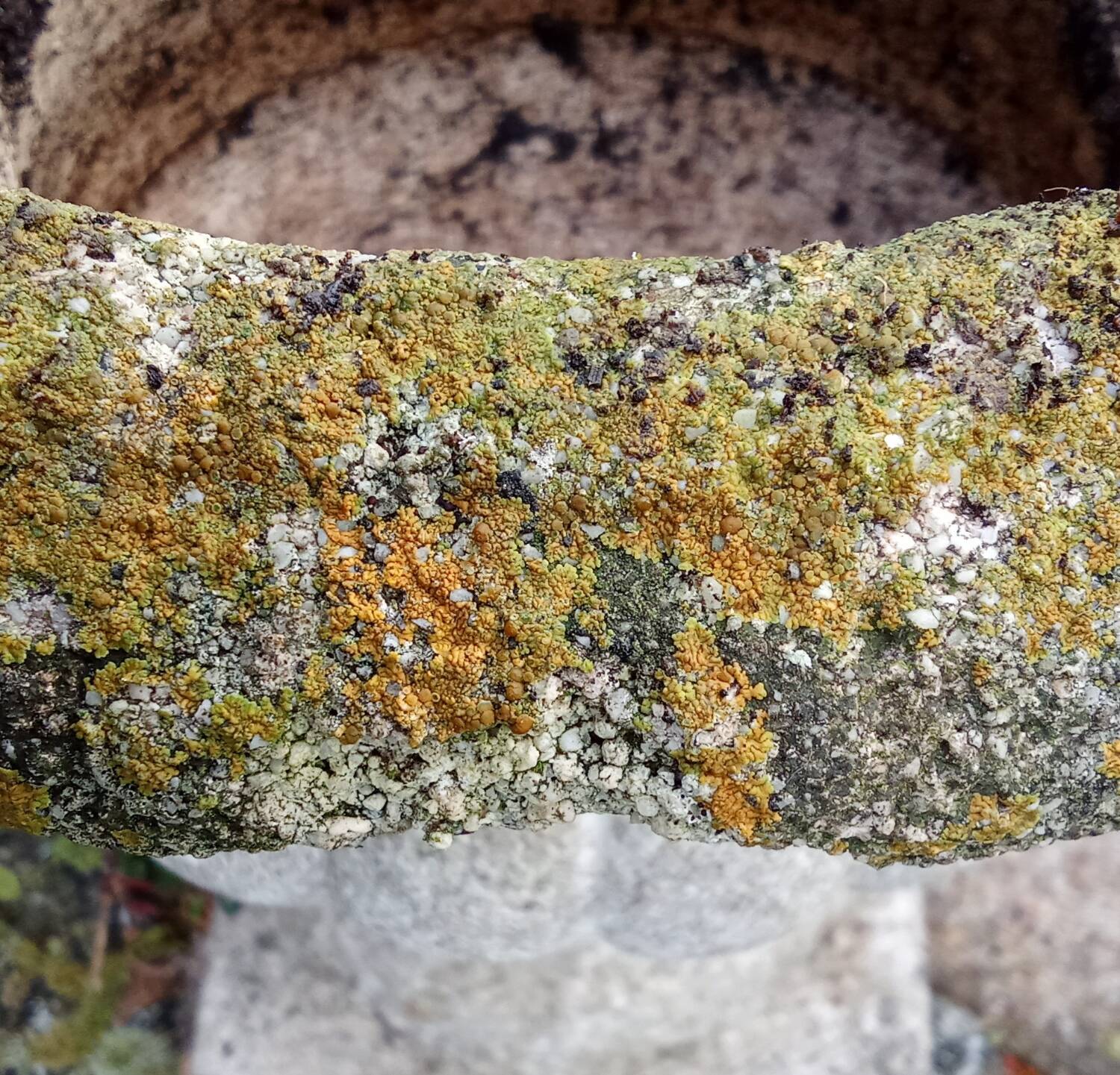 Pair of Medici vases in reconstituted stone