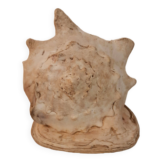 Giant Cassidae Cornuta shell 26 cm