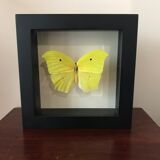 Papillion Phoebis Argante Frame 16 x 16