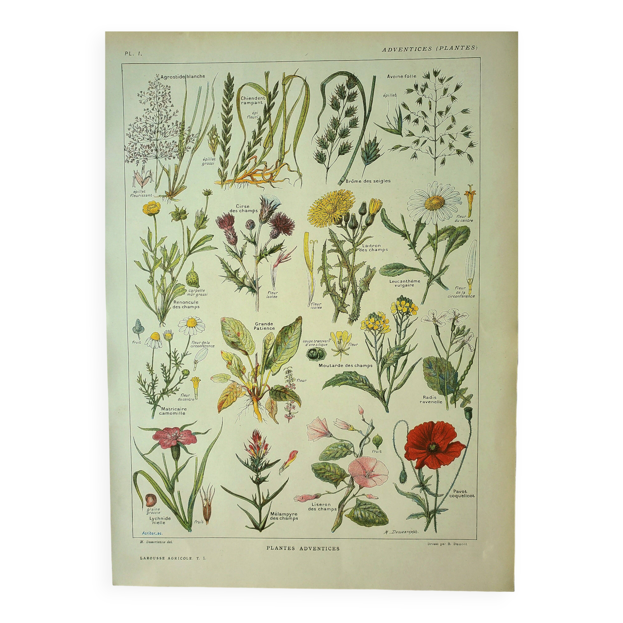 Botanical plate 1921 M. Dessertenne - Weeds