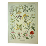 Planche botanique 1921 M. Dessertenne - Adventices