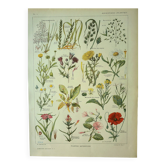 Botanical plate 1921 M. Dessertenne - Weeds