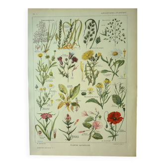 Botanical plate 1921 M. Dessertenne - Weeds