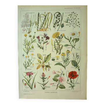 Botanical plate 1921 M. Dessertenne - Weeds