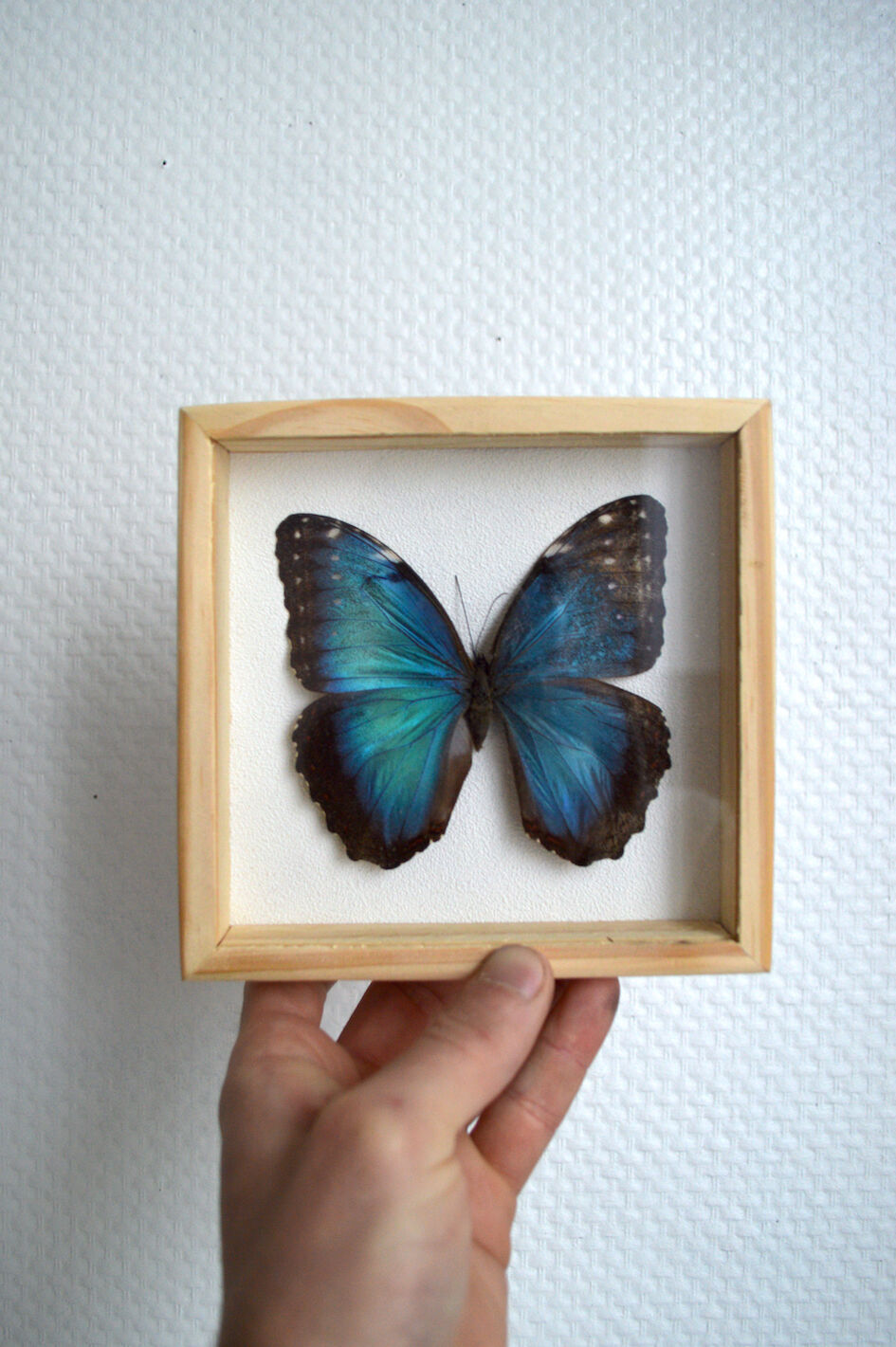 Naturalized Morpho butterfly