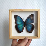 Naturalized Morpho butterfly