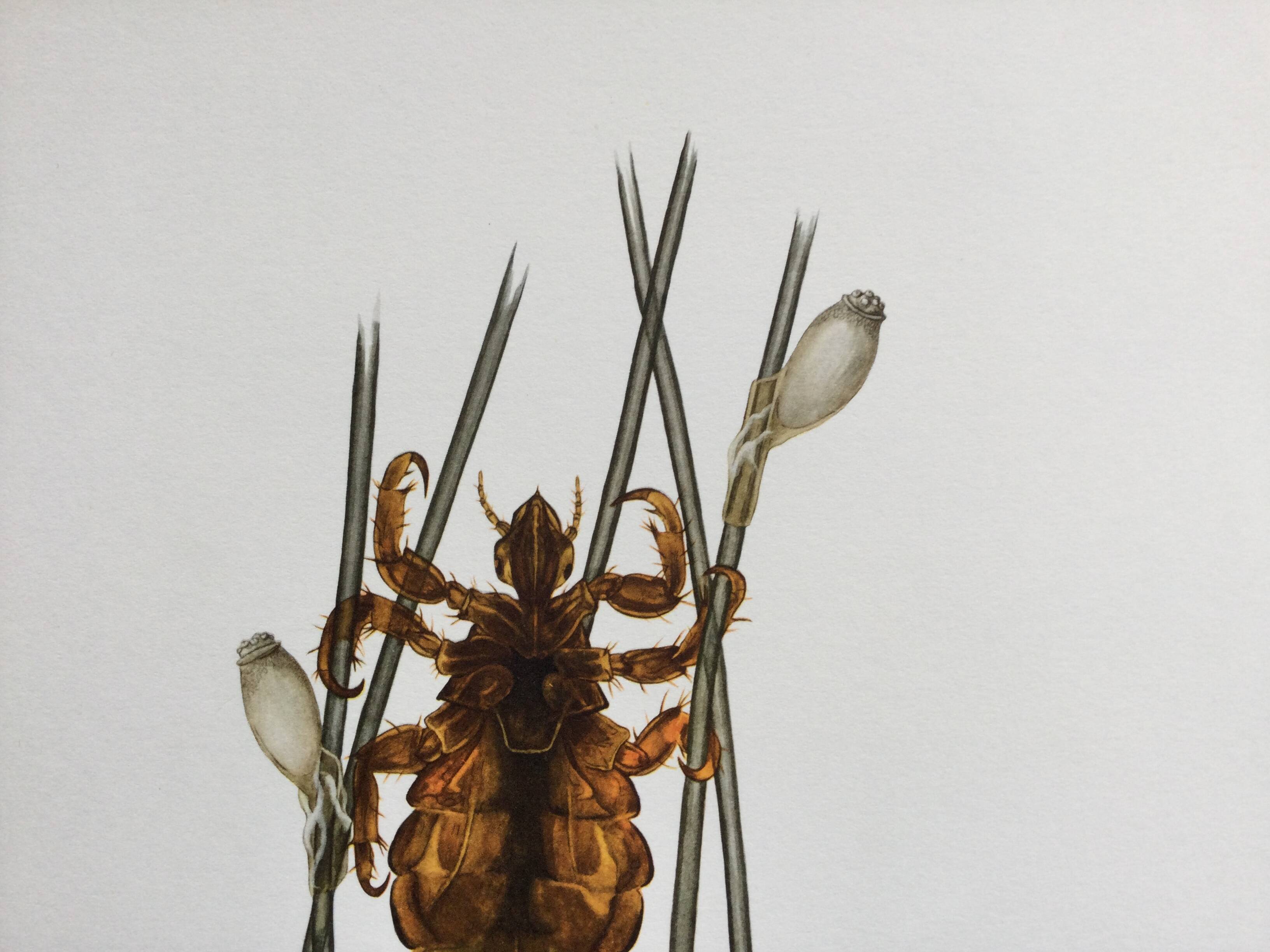 Old illustration "insects", 1960s.