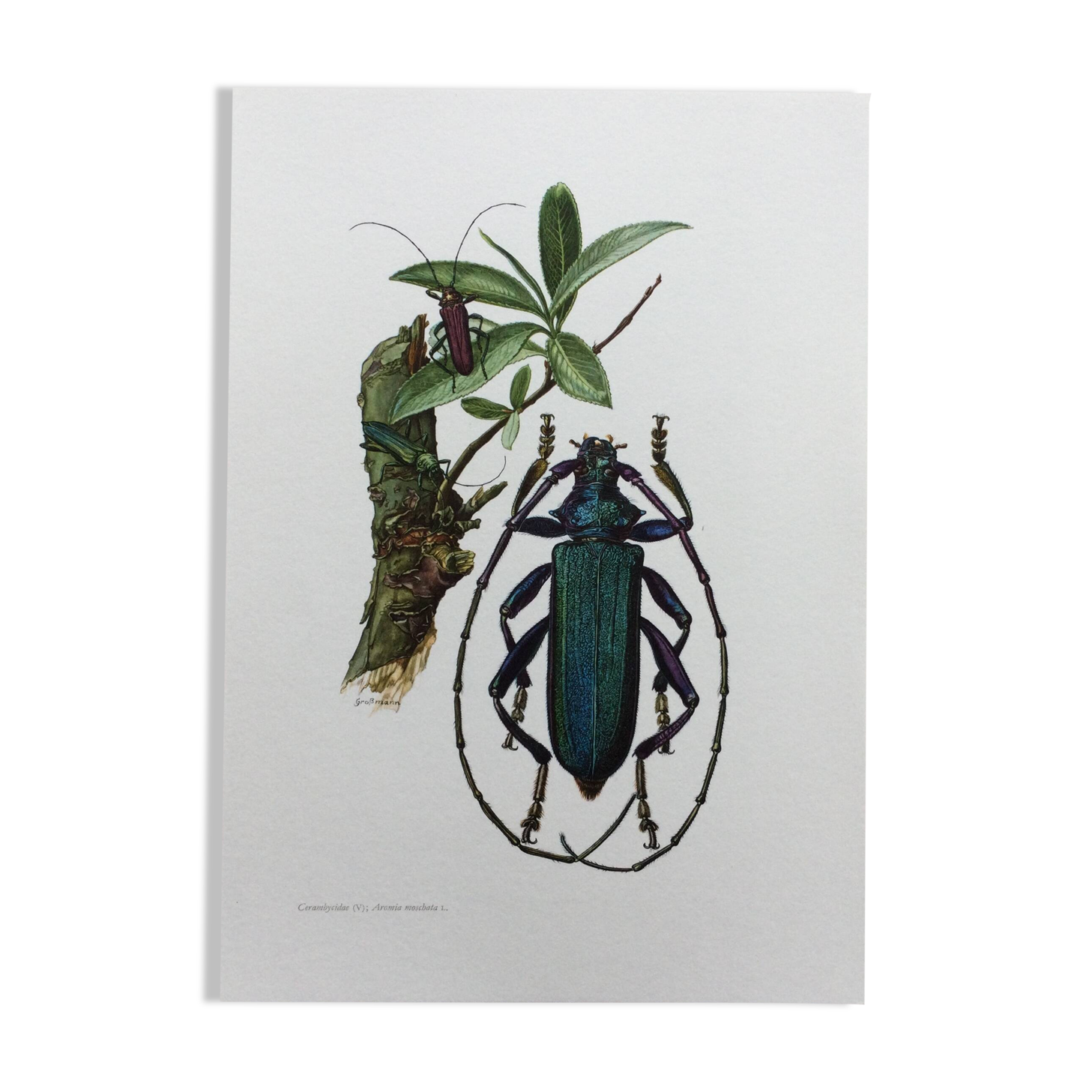 Antique illustration Insects Vintage print 60s
