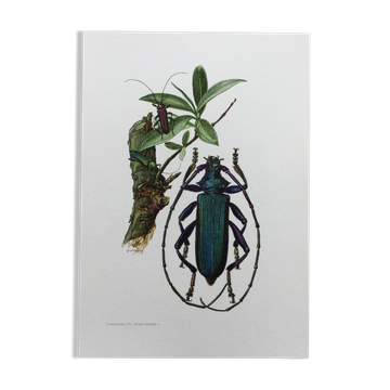Antique illustration Insects Vintage print 60s