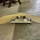 Pair of Murano glass wall lights