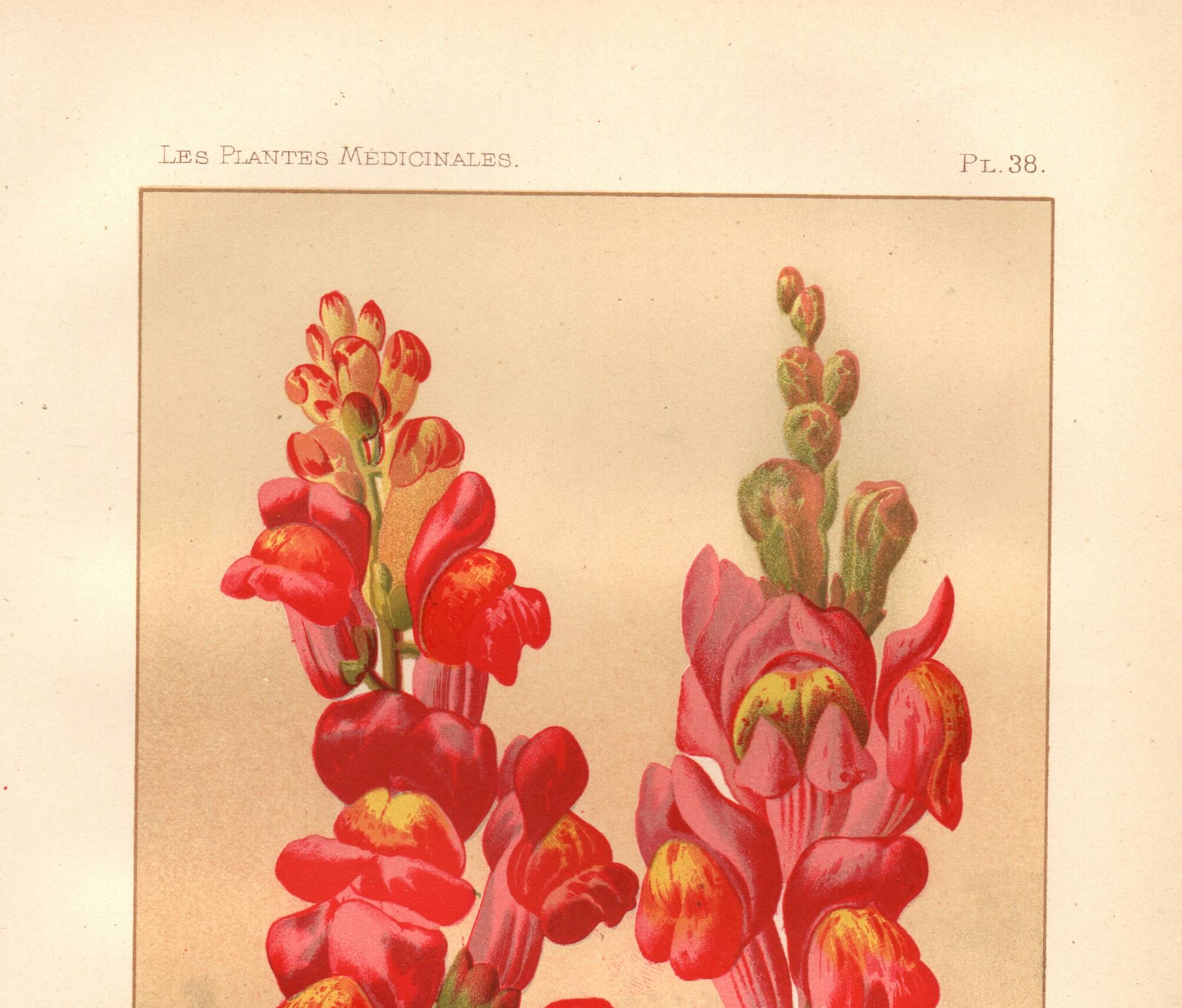 Botanical engraving - 1889 - Snapdragon - Old illustration of a red flower