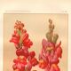 Botanical engraving - 1889 - Snapdragon - Old illustration of a red flower