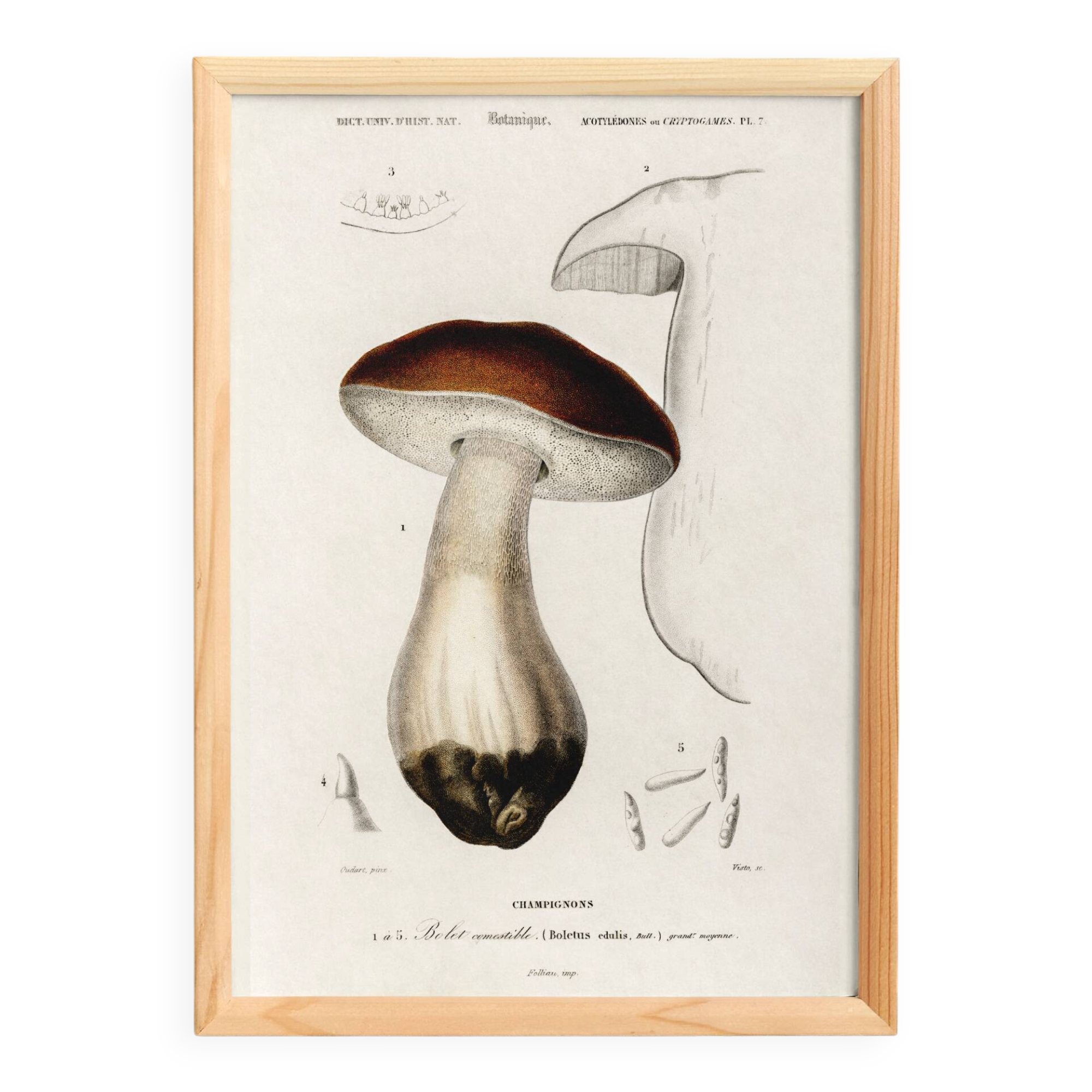 Poster about the Bordeaux cep mushroom, based on an old engraving from 1849.