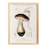 Poster about the Bordeaux cep mushroom, based on an old engraving from 1849.