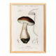 Poster about the Bordeaux cep mushroom, based on an old engraving from 1849.