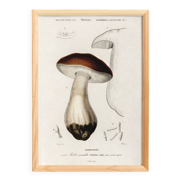 Poster about the Bordeaux cep mushroom, based on an old engraving from 1849.