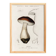 Poster about the Bordeaux cep mushroom, based on an old engraving from 1849.