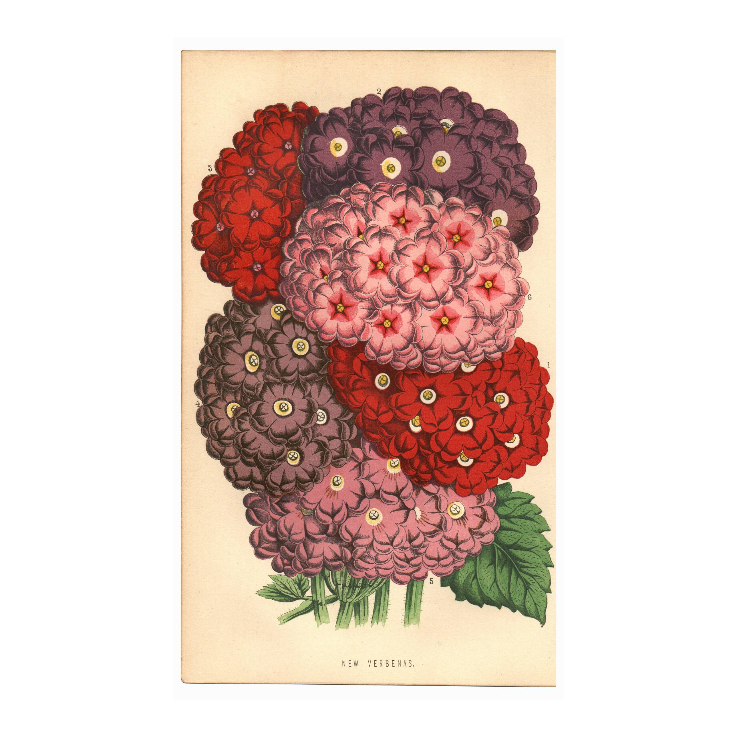 Gravure Botanique 1871 - Verveines - planche Fleur, Lithographie ancienne