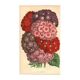 Gravure Botanique 1871 - Verveines - planche Fleur, Lithographie ancienne