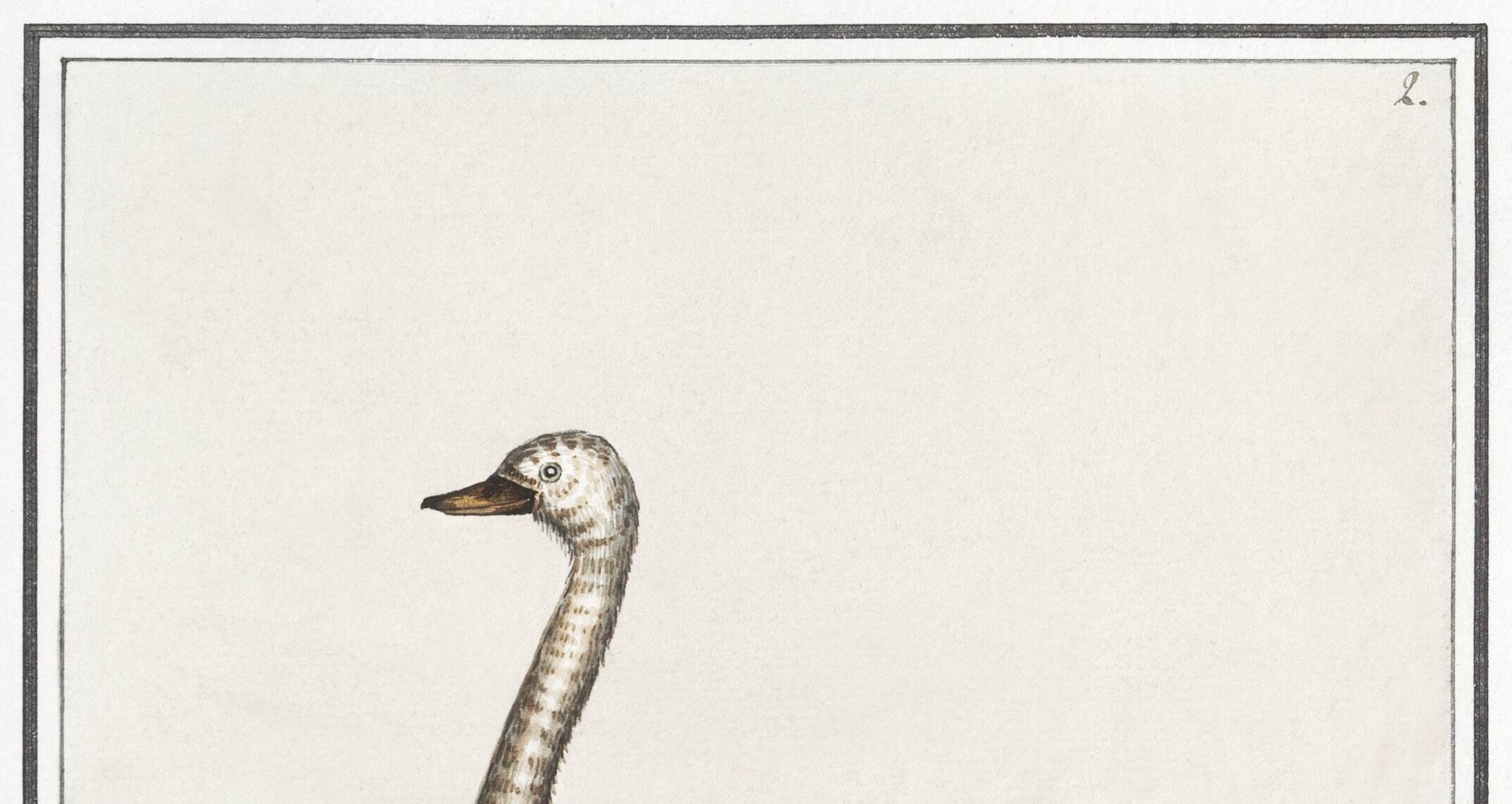 Small poster about the swan, after an old engraving from 1610.