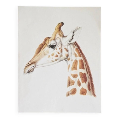Planches de bestiaire du muséum d'histoire naturelle La girafe