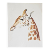 Bestiary plates from the Natural History Museum The giraffe