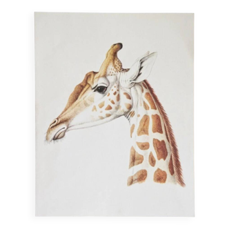 Bestiary plates from the Natural History Museum The giraffe