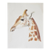 Bestiary plates from the Natural History Museum The giraffe