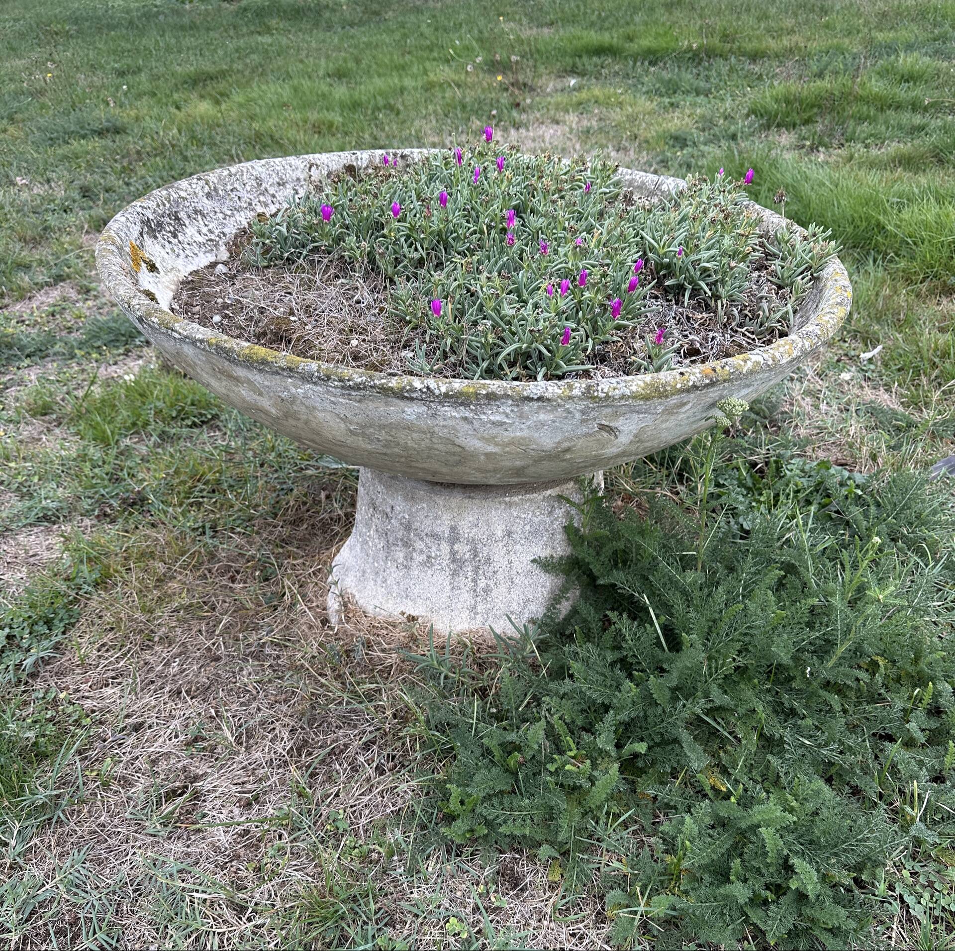 Old planter, pedestal basin by Willy Guhl